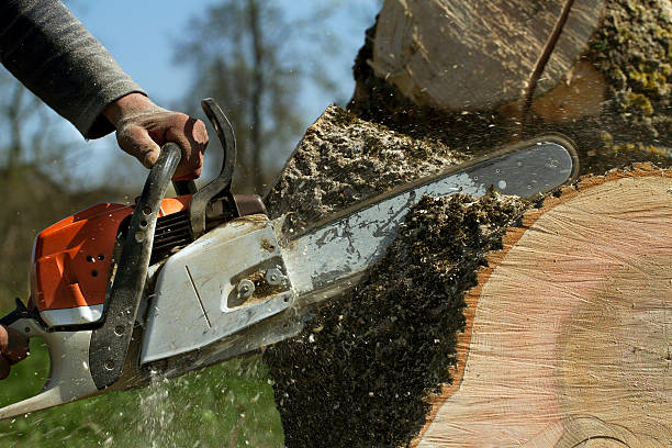 Trusted Bear Creek Ranch, TX Tree Removal Experts